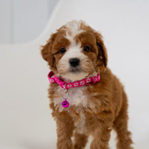 Wren - Female - Poodle