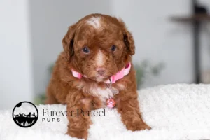 Alexi Female Poodle