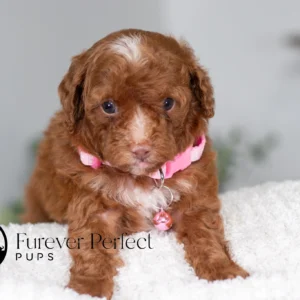 Alexi - Female - Poodle