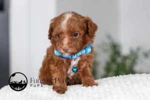 Antoine Male Poodle