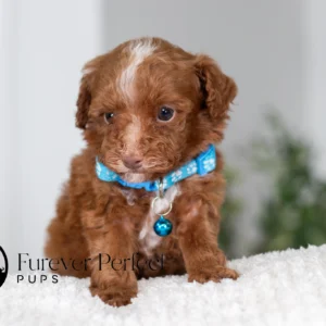 Antoine - Male - Poodle