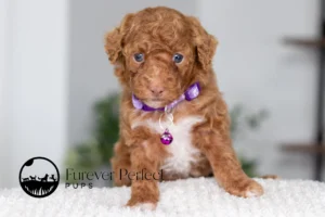 Aurora Female Poodle