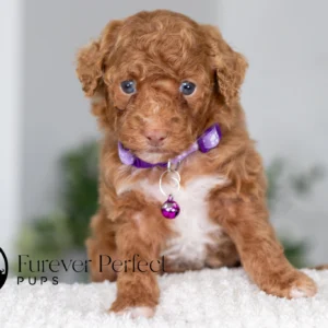 Aurora - Female - Poodle