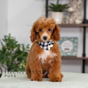 Aldean - Male - Poodle