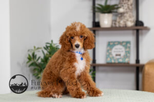 Charlie Male Poodle
