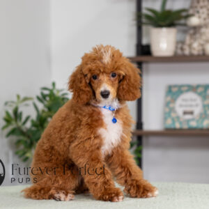 Charlie - Male - Poodle